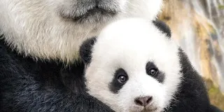 2016年国产经典纪录片《我们诞生在中国》蓝光国英双语中英双字 图1 2016年国产经典纪录片《我们诞生在中国》蓝光国英双语中英双字 图1
