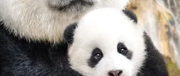 2016年国产经典纪录片《我们诞生在中国》蓝光国英双语中英双字 图1 2016年国产经典纪录片《我们诞生在中国》蓝光国英双语中英双字 图1
